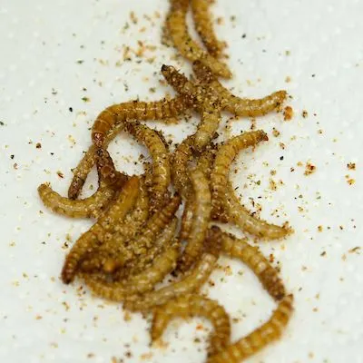 thumbnail for publication: Intestinal and Tracheal Parasites of Poultry
